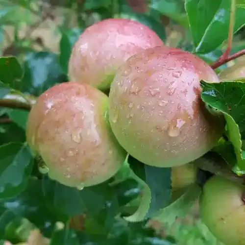 Somerset Redstreak